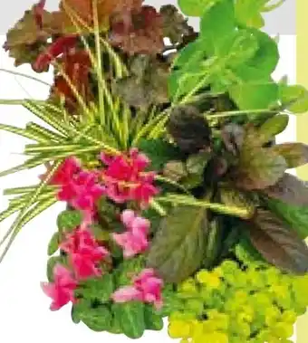 BayWa Herbstgarten Angebot