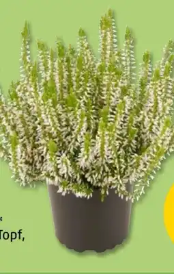 PENNY Besenheide Angebot