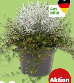 PENNY Stacheldraht-Mühlenbeckia Angebot