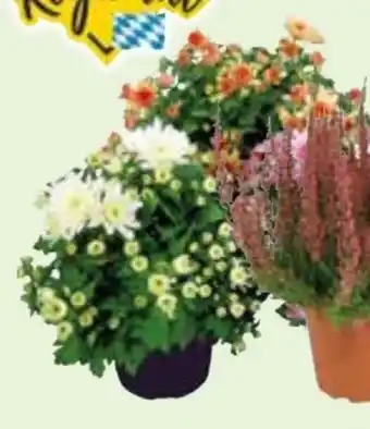 Edeka Calluna Beauty Lady Angebot