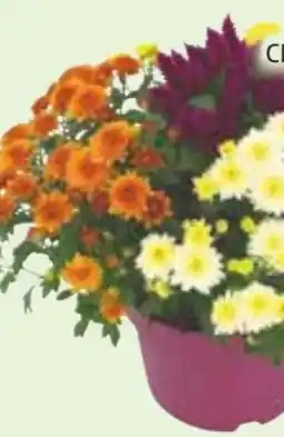 Edeka Celosia Abracci Mix Angebot