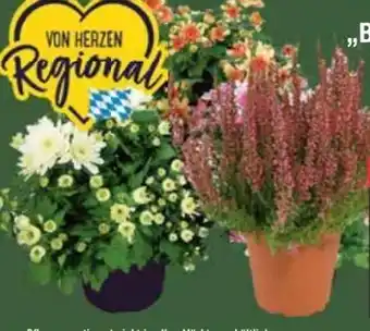 E-Center Calluna Beauty Lady Angebot