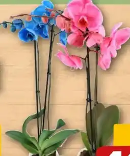 REWE Center Orchidee Smile Angebot