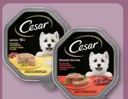 REWE Center Cesar Hundenahrung Angebot