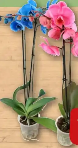 REWE Orchidee Smile Angebot