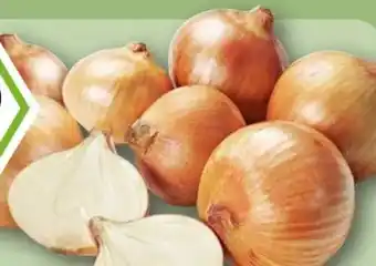 REWE Rewe Bio Bio-Speisezwiebeln Angebot