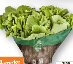 Edeka Unsere Heimat Echt & Gut Bio-Endiviensalat Angebot