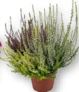 Edeka Beauty Ladies Besenheide Angebot