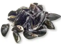 Scheck-in-Center Föhrer-Muscheln Angebot