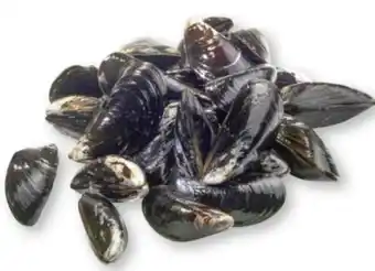 Scheck-in-Center Föhrer-Muscheln Angebot
