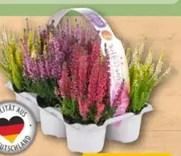REWE Center Beauty Ladies Besenheide Starlight Angebot