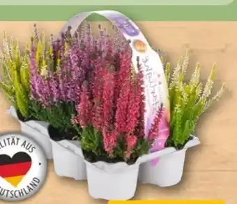 REWE Center Beauty Ladies Besenheide Starlight Angebot
