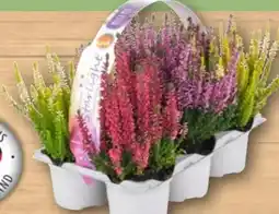 REWE Beauty Ladies Besenheide Starlight Angebot