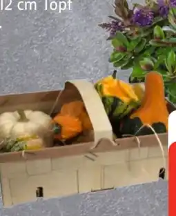 Edeka Zierkürbisse Angebot