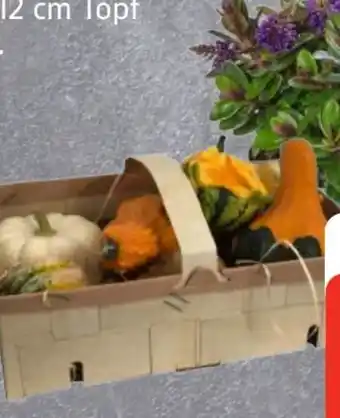 Edeka Zierkürbisse Angebot