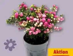 REWE Center Pernettya Mix Topfmyrte Angebot