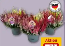 REWE Center Calluna Beauty Ladies High Five Angebot