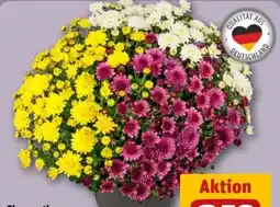REWE Center Chrysanthemen Busch Trio 30+ Angebot