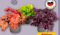 REWE Center Heuchera Meristem Mix Angebot