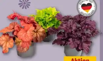 REWE Center Heuchera Meristem Mix Angebot