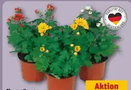 REWE Center Chrysanthemen Mini Swifty Angebot