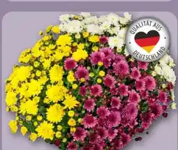 REWE Chrysanthemen Busch Trio 30+ Angebot