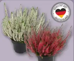 REWE Beauty Ladies Calluna Angebot