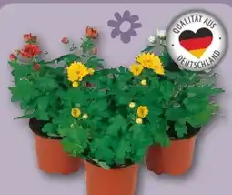 REWE Chrysanthemen Mini Swifty Angebot