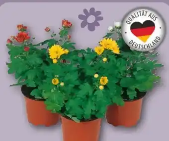 REWE Chrysanthemen Mini Swifty Angebot