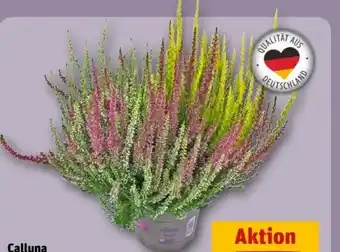 REWE Center Heidekraut Garden Girls Trio Calluna Vulgaris Angebot