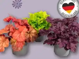REWE Heuchera Mix Purpurglöckchen Angebot