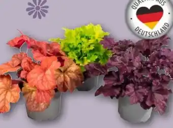 REWE Heuchera Mix Purpurglöckchen Angebot