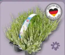 REWE Besenheide im Tray Angebot