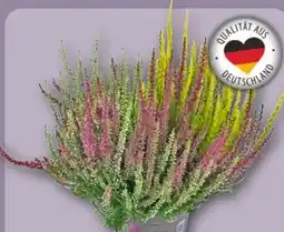 REWE Heidekraut Garden Girls Trio Calluna Vulgaris Angebot