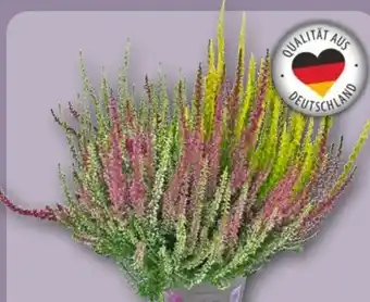 REWE Heidekraut Garden Girls Trio Calluna Vulgaris Angebot