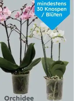 Globus Baumarkt Orchidee Phalaenopsis Multiflora Angebot