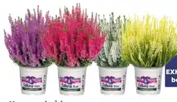 Globus Baumarkt Knospenheide Calluna vulgaris Angebot
