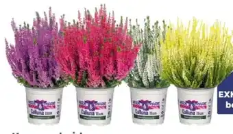 Globus Baumarkt Knospenheide Calluna vulgaris Angebot