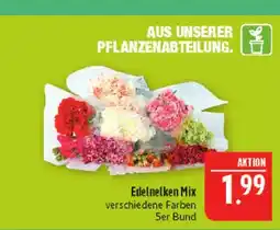 Marktkauf Edelnelken mix Angebot