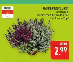 Marktkauf Franken calluna vulgaris trio Angebot