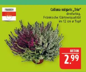 Marktkauf Franken calluna vulgaris trio Angebot