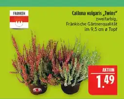 Marktkauf Franken calluna vulgaris twins Angebot