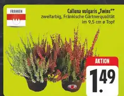 E-Center Franken calluna vulgaris twins Angebot
