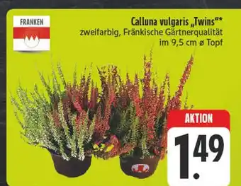 E-Center Franken calluna vulgaris twins Angebot