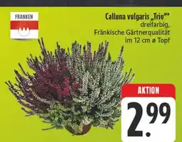 E-Center Franken calluna vulgaris 'trio' Angebot