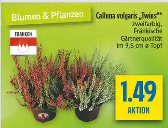 diska Franken calluna vulgaris „twins“ Angebot