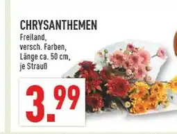 Marktkauf Chrysanthemen Angebot