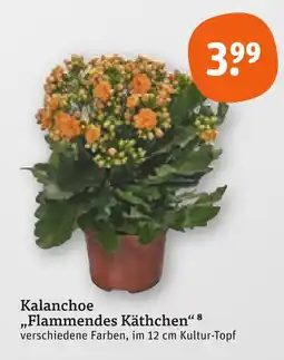 tegut Kalanchoe flammendes käthchen Angebot