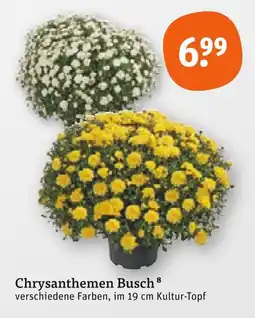 tegut Chrysanthemen busch Angebot