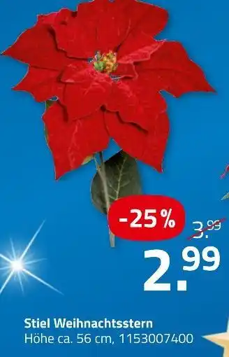 ROLLER Stiel weihnachtsstern Angebot